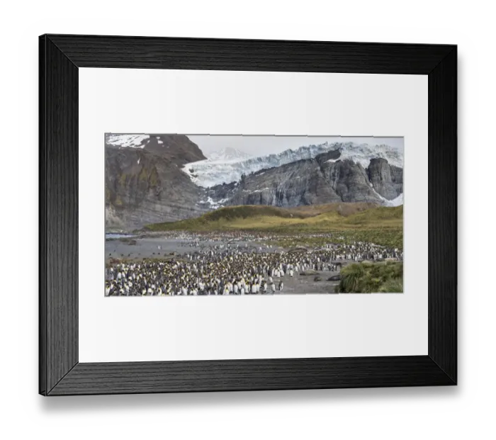 Framed Print : King Penguin (Aptenodytes patagonicus) rookery in Gold Harbour. South Georgia Island