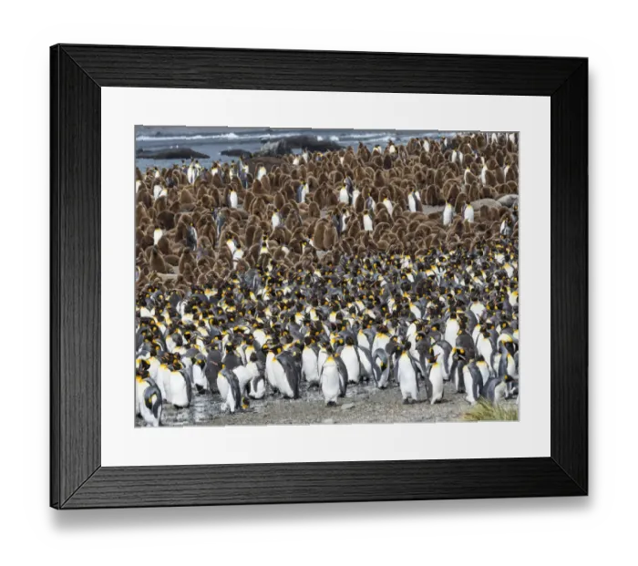 Framed Print : King Penguin (Aptenodytes patagonicus) rookery in Gold Harbour. South Georgia Island