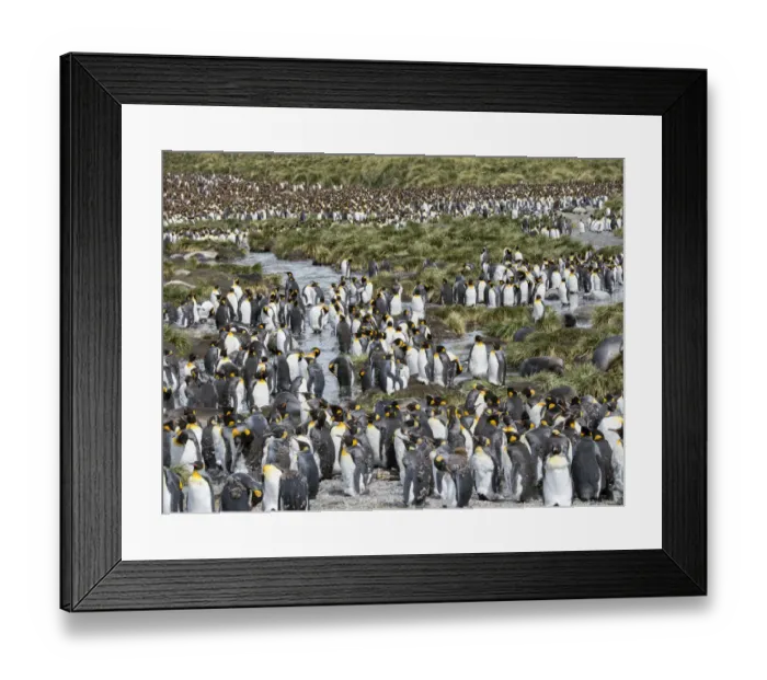 Framed Print : King Penguin (Aptenodytes patagonicus) rookery in Gold Harbour. South Georgia Island Framed Print : King Penguin (Aptenodytes patagonicus) rookery in Gold Harbour. South Georgia Island