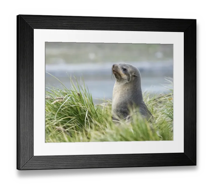 Framed Print : Antarctic Fur Seal (Arctocephalus gazella) in typical Tussock Grass. South Georgia Island Framed Print : Antarctic Fur Seal (Arctocephalus gazella) in typical Tussock Grass. South Georgia Island