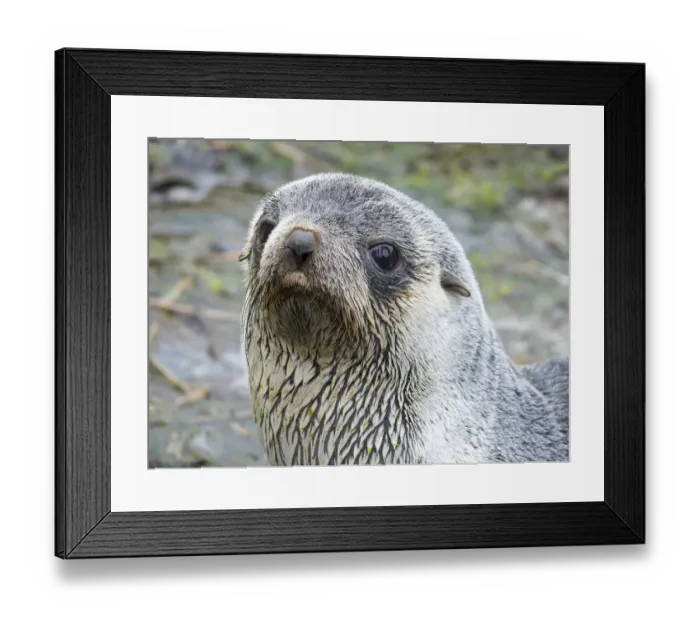 Framed Print : Antarctic Fur Seal (Arctocephalus gazella). South Georgia Island Framed Print : Antarctic Fur Seal (Arctocephalus gazella). South Georgia Island