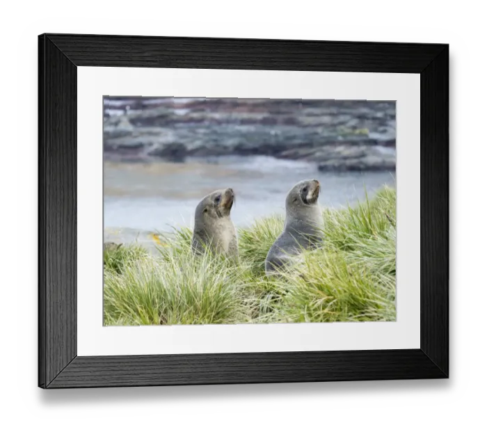 Framed Print : Antarctic Fur Seal (Arctocephalus gazella) in typical Tussock Grass. South Georgia Island