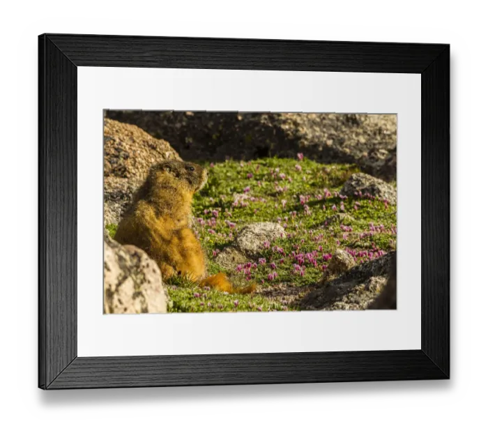 Framed Print : USA, Colorado, Mt. Evans. Yellow-bellied marmot close-up
