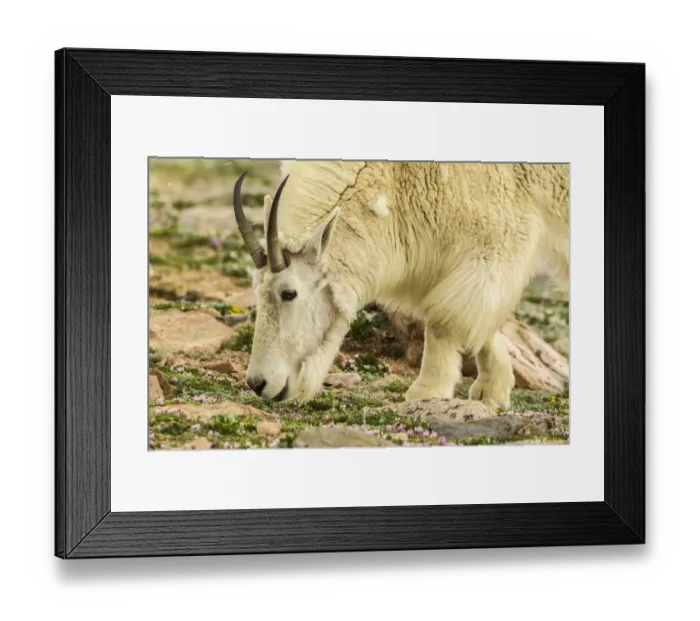 Framed Print : USA, Colorado, Mt. Evans. Mountain goat eating dwarf clover Framed Print : USA, Colorado, Mt. Evans. Mountain goat eating dwarf clover