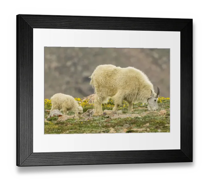 Framed Print : USA, Colorado, Mt. Evans. Mountain goat nanny and kid eating Framed Print : USA, Colorado, Mt. Evans. Mountain goat nanny and kid eating