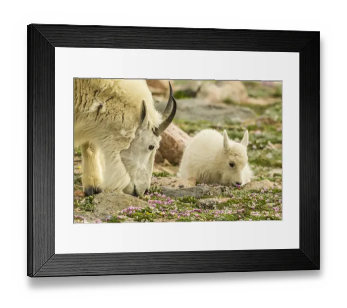 Framed Print : USA, Colorado, Mt. Evans. Mountain goat nanny and kid eating