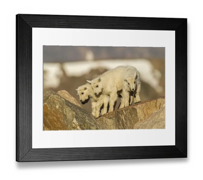 Framed Print : USA, Colorado, Mt. Evans. Mountain goat kids on rocks Framed Print : USA, Colorado, Mt. Evans. Mountain goat kids on rocks