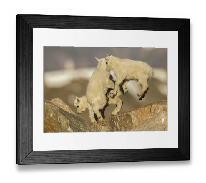 Framed Print : USA, Colorado, Mt. Evans. Mountain goat kids on rocks Framed Print : USA, Colorado, Mt. Evans. Mountain goat kids on rocks