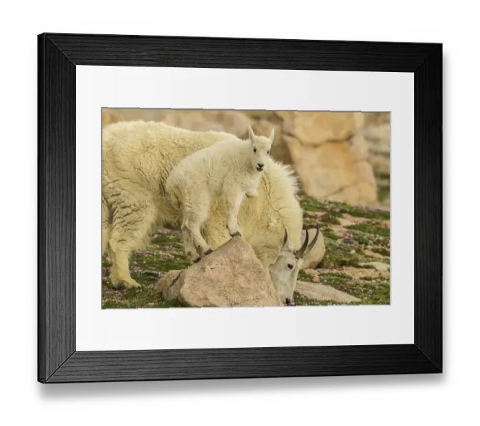 Framed Print : USA, Colorado, Mt. Evans. Mountain goat nanny and kid on rock Framed Print : USA, Colorado, Mt. Evans. Mountain goat nanny and kid on rock