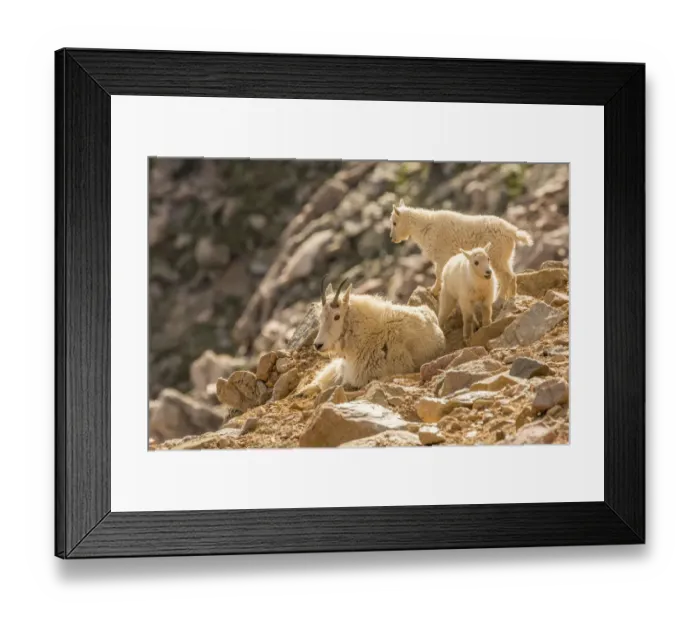 Framed Print : USA, Colorado, Mt. Evans. Mountain goat nanny and kids Framed Print : USA, Colorado, Mt. Evans. Mountain goat nanny and kids