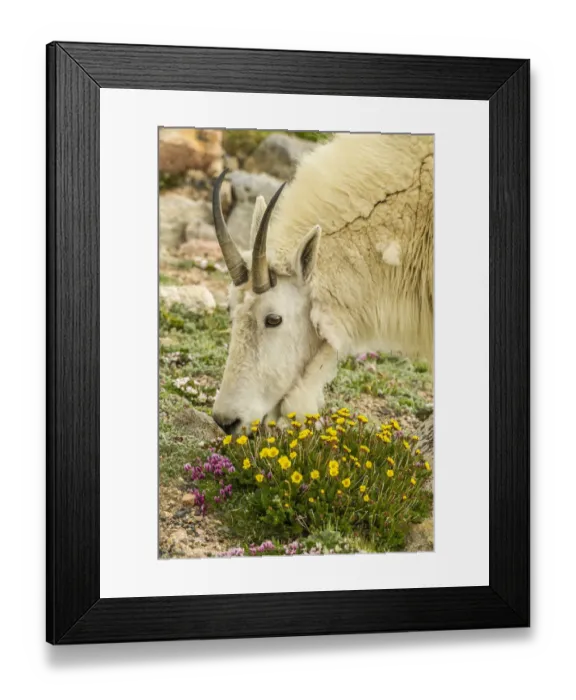 Framed Print : USA, Colorado, Mt. Evans. Mountain goat eating dwarf clover Framed Print : USA, Colorado, Mt. Evans. Mountain goat eating dwarf clover