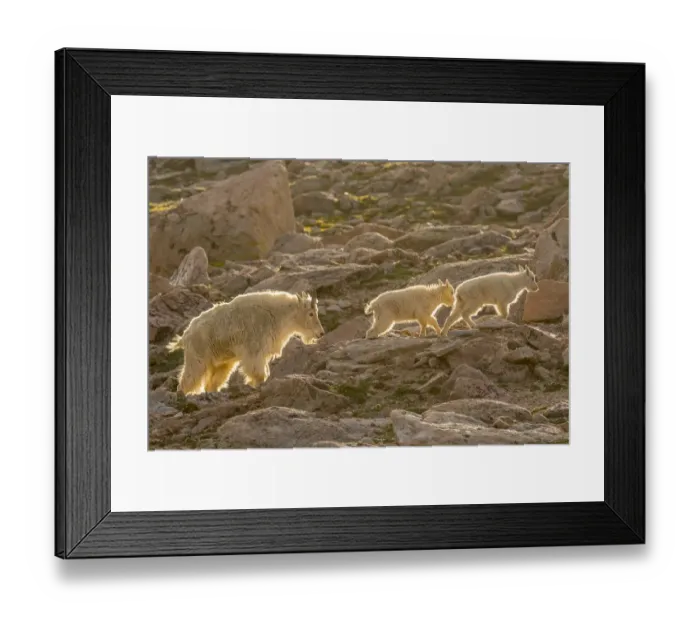 Framed Print : USA, Colorado, Mt. Evans. Mountain goat nanny and kids backlit. Credit as: Cathy Framed Print : USA, Colorado, Mt. Evans. Mountain goat nanny and kids backlit. Credit as: Cathy