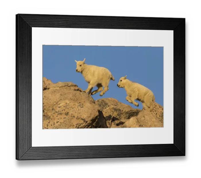 Framed Print : USA, Colorado, Mt. Evans. Mountain goat kids on rocks