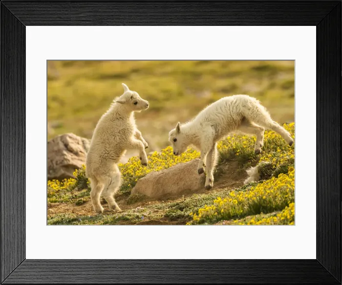 Framed Print : USA, Colorado, Mt. Evans. Mountain goat kids playing