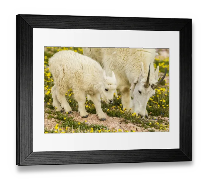 Framed Print : USA, Colorado, Mt. Evans. Mountain goat nanny and kid eating Framed Print : USA, Colorado, Mt. Evans. Mountain goat nanny and kid eating