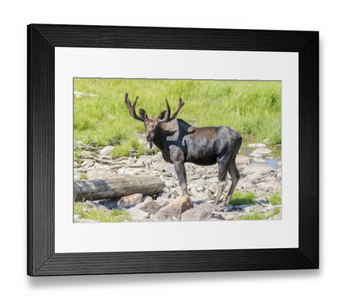 Framed Print : USA, Colorado, Cameron Pass. Bull moose with early antlers