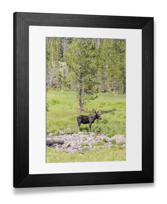 Framed Print : USA, Colorado, Cameron Pass. Bull moose with antlers Framed Print : USA, Colorado, Cameron Pass. Bull moose with antlers