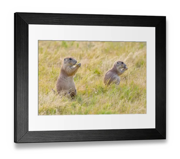 Framed Print : USA, Colorado, Walden. Black-tailed prairie dogs close-up Framed Print : USA, Colorado, Walden. Black-tailed prairie dogs close-up