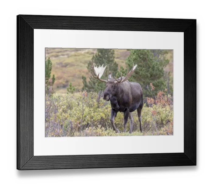 Framed Print : USA, Colorado, Cameron Pass. Bull moose with antlers Framed Print : USA, Colorado, Cameron Pass. Bull moose with antlers