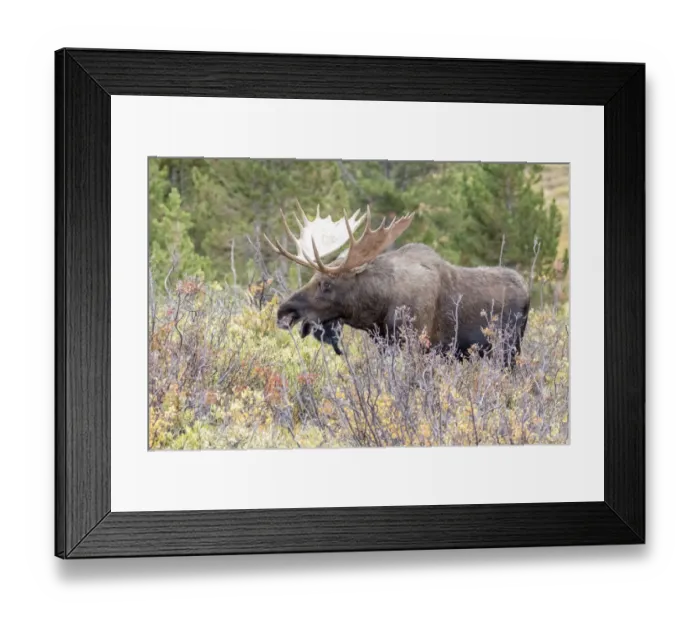 Framed Print : USA, Colorado, Cameron Pass. Bull moose with antlers Framed Print : USA, Colorado, Cameron Pass. Bull moose with antlers