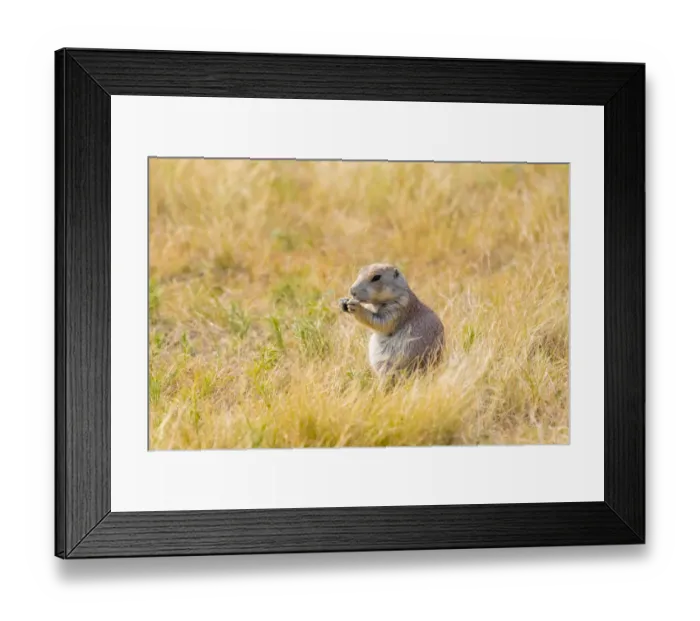 Framed Print : USA, Colorado, Walden. Black-tailed prairie dog close-up Framed Print : USA, Colorado, Walden. Black-tailed prairie dog close-up