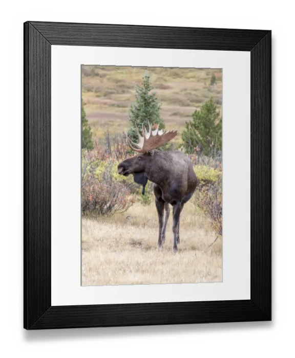 Framed Print : USA, Colorado, Cameron Pass. Bull moose with antlers Framed Print : USA, Colorado, Cameron Pass. Bull moose with antlers