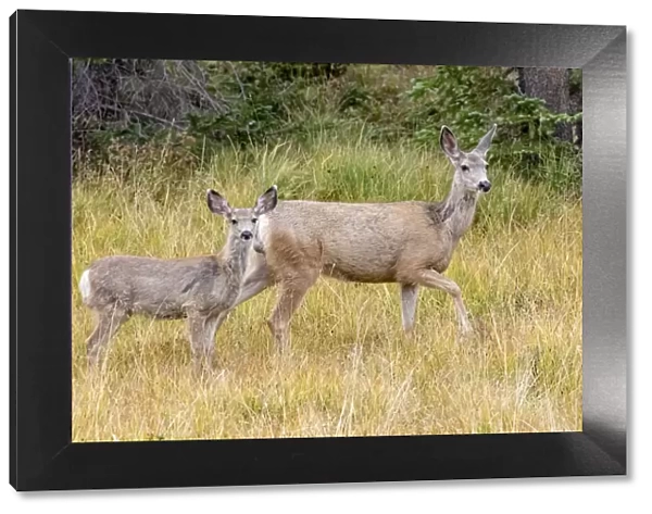 USA, Colorado, Cameron Pass. Mule deer doe with fawn