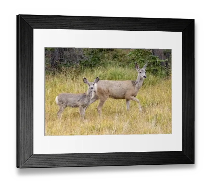Framed Print : USA, Colorado, Cameron Pass. Mule deer doe with fawn Framed Print : USA, Colorado, Cameron Pass. Mule deer doe with fawn
