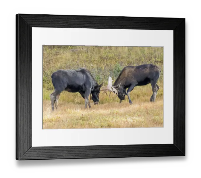Framed Print : USA, Colorado, Cameron Pass. Two bull moose dueling