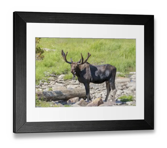 Framed Print : USA, Colorado, Cameron Pass. Bull moose with early antlers Framed Print : USA, Colorado, Cameron Pass. Bull moose with early antlers