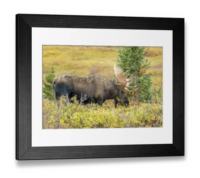 Framed Print : USA, Colorado, Cameron Pass. Bull moose with antlers Framed Print : USA, Colorado, Cameron Pass. Bull moose with antlers
