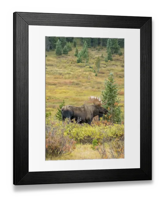 Framed Print : USA, Colorado, Cameron Pass. Bull moose with antlers Framed Print : USA, Colorado, Cameron Pass. Bull moose with antlers