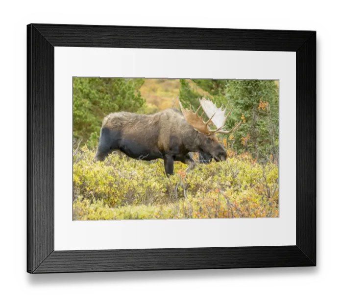 Framed Print : USA, Colorado, Cameron Pass. Bull moose with antlers