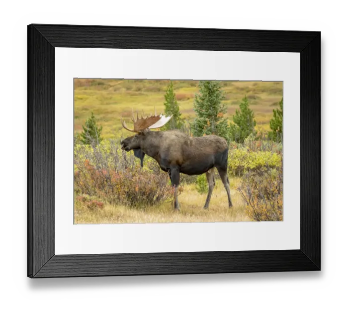 Framed Print : USA, Colorado, Cameron Pass. Bull moose with antlers