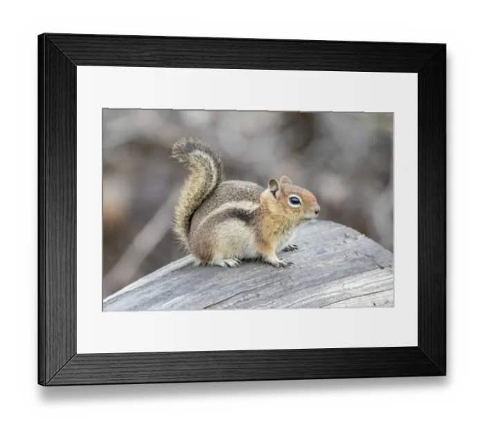 Framed Print : USA, Colorado, Cameron Pass. Golden-mantled ground squirrel on log