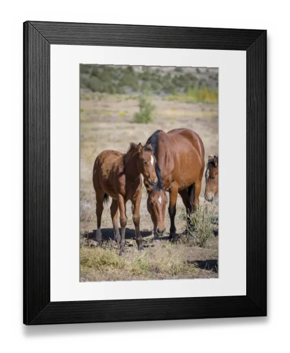 Framed Print : USA, Colorado, San Luis. Wild horse mare and foal