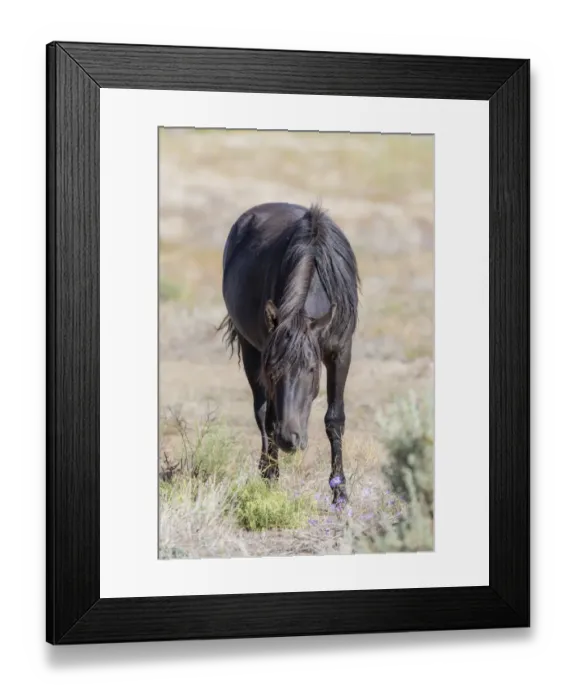 Framed Print : USA, Colorado, San Luis. Wild horse eating. Credit as: Fred Lord  /  Jaynes Gallery  /  DanitaDelimont