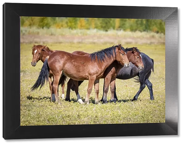 USA, Colorado, San Luis. Wild horse herd. Credit as: Fred Lord  /  Jaynes Gallery  /  DanitaDelimont