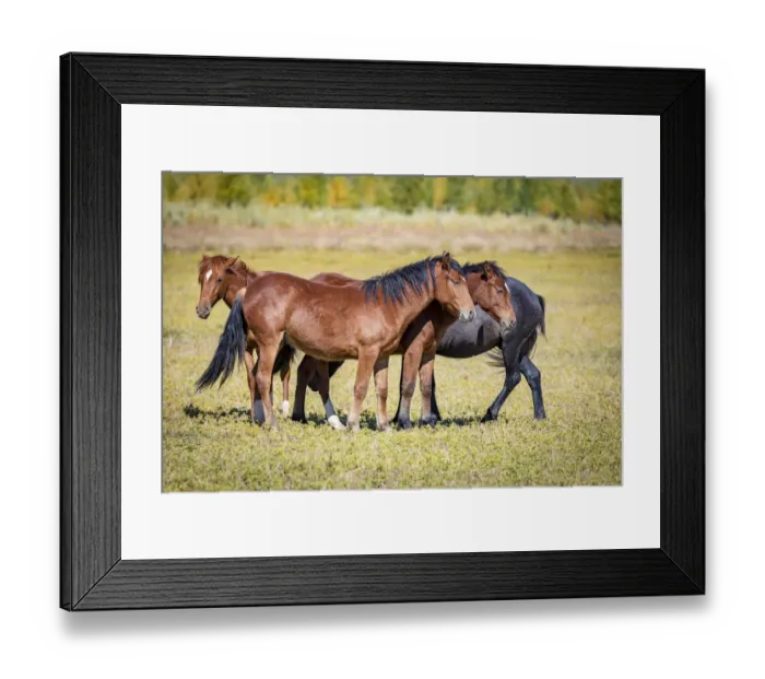 Framed Print : USA, Colorado, San Luis. Wild horse herd. Credit as: Fred Lord / Jaynes Gallery / DanitaDelimont Framed Print : USA, Colorado, San Luis. Wild horse herd. Credit as: Fred Lord / Jaynes Gallery / DanitaDelimont