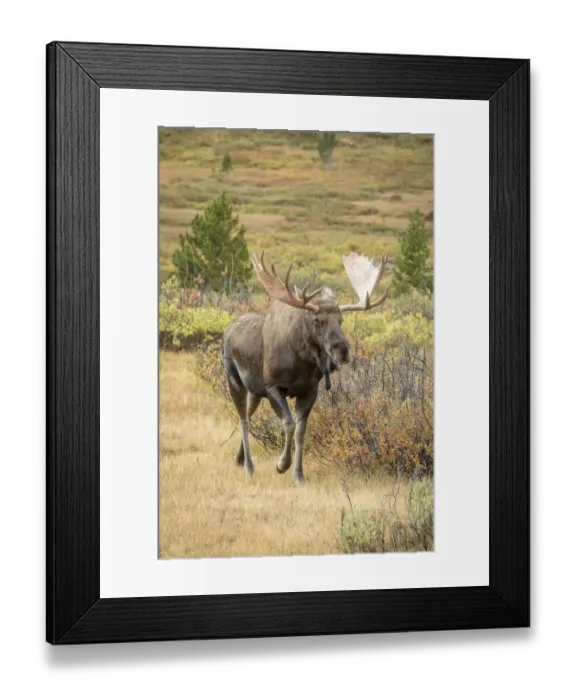 Framed Print : USA, Colorado, Cameron Pass. Bull moose with antlers