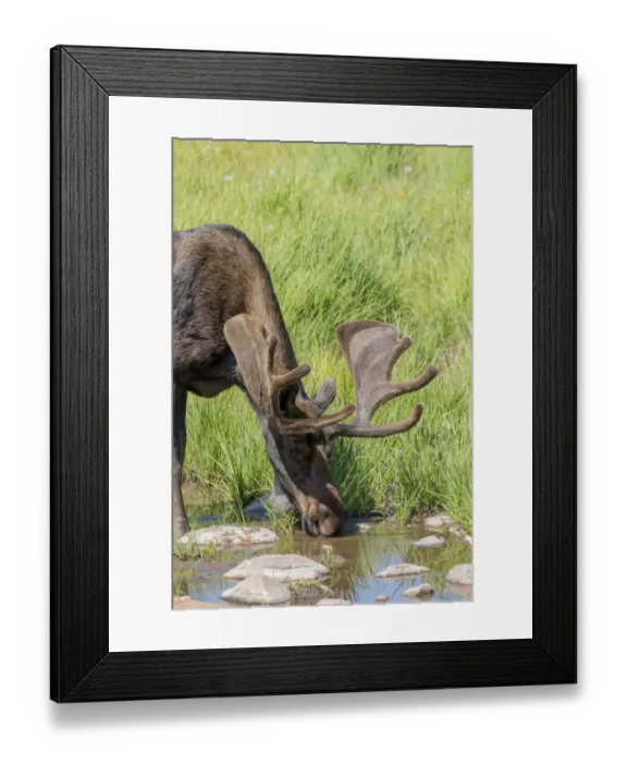 Framed Print : USA, Colorado, Cameron Pass. Drinking bull moose with early antlers Framed Print : USA, Colorado, Cameron Pass. Drinking bull moose with early antlers