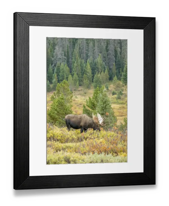 Framed Print : USA, Colorado, Cameron Pass. Bull moose with antlers Framed Print : USA, Colorado, Cameron Pass. Bull moose with antlers