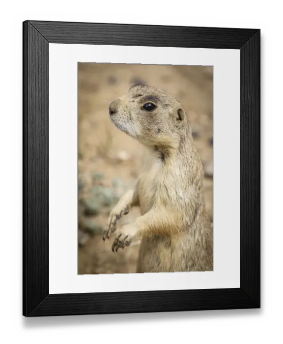 Framed Print : USA, Colorado, Walden. Black-tailed prairie dog close-up Framed Print : USA, Colorado, Walden. Black-tailed prairie dog close-up