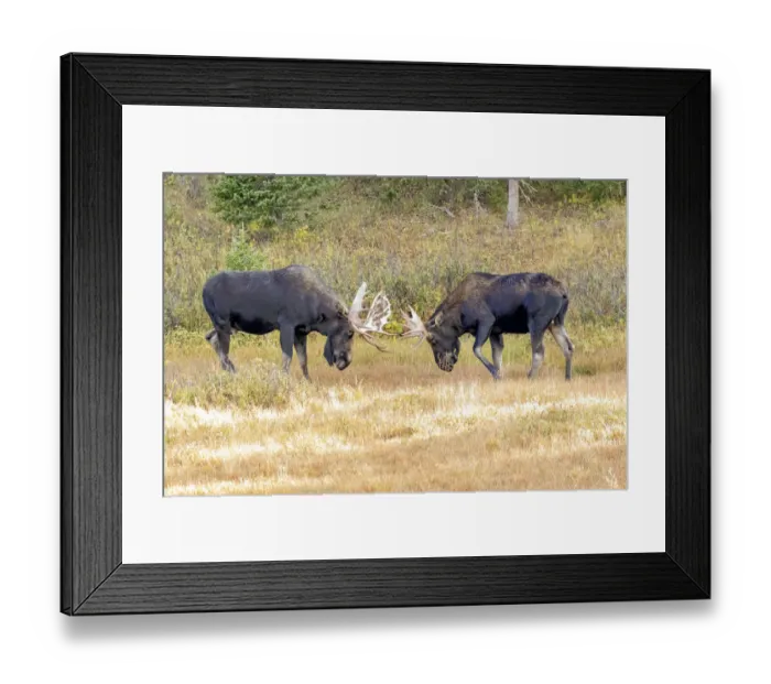 Framed Print : USA, Colorado, Cameron Pass. Two bull moose dueling Framed Print : USA, Colorado, Cameron Pass. Two bull moose dueling