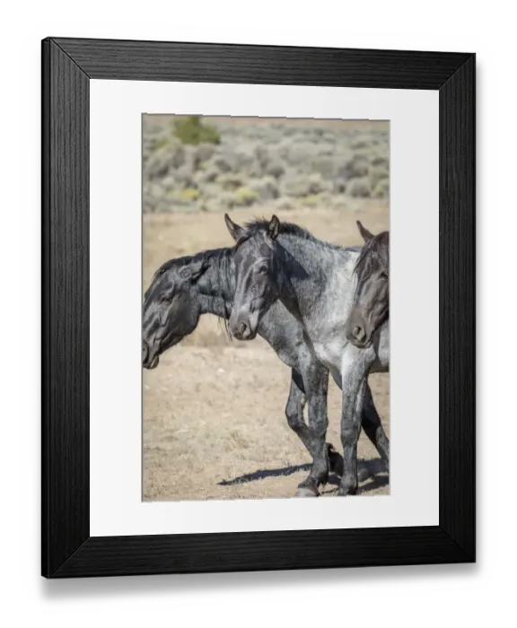 Framed Print : USA, Colorado, San Luis. Wild horses close-up Framed Print : USA, Colorado, San Luis. Wild horses close-up