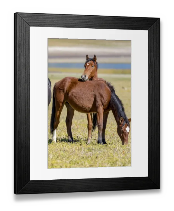 Framed Print : USA, Colorado, San Luis. Wild horses close-up Framed Print : USA, Colorado, San Luis. Wild horses close-up