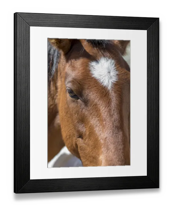 Framed Print : USA, Colorado, San Luis. Wild horse close-up Framed Print : USA, Colorado, San Luis. Wild horse close-up