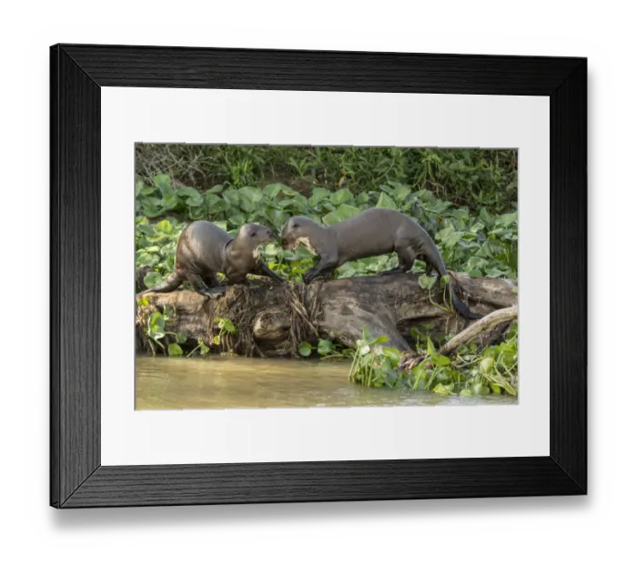 Framed Print : Pantanal, Mato Grosso, Brazil. Two Giant River Otters playing on a log along