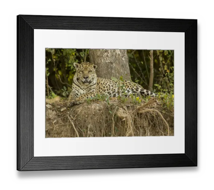 Framed Print : Pantanal, Mato Grosso, Brazil, South America. Jaguar resting on the riverbank mid-day Framed Print : Pantanal, Mato Grosso, Brazil, South America. Jaguar resting on the riverbank mid-day
