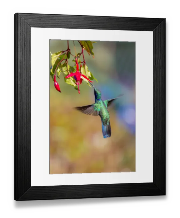Framed Print : Central America, Costa Rica. Male lesser violetear hummingbird feeding. Credit as Framed Print : Central America, Costa Rica. Male lesser violetear hummingbird feeding. Credit as